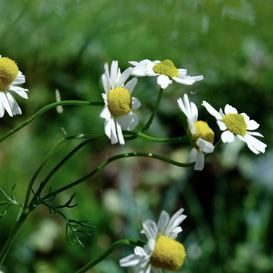 Botanical Mist ~ Breath of Calm